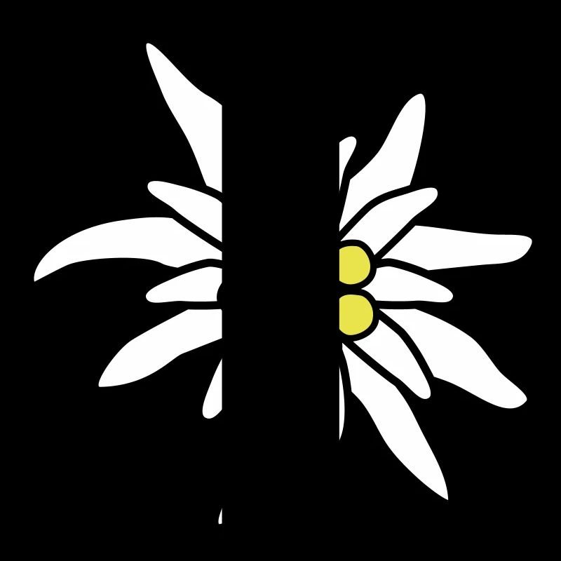Edelweiss fleur