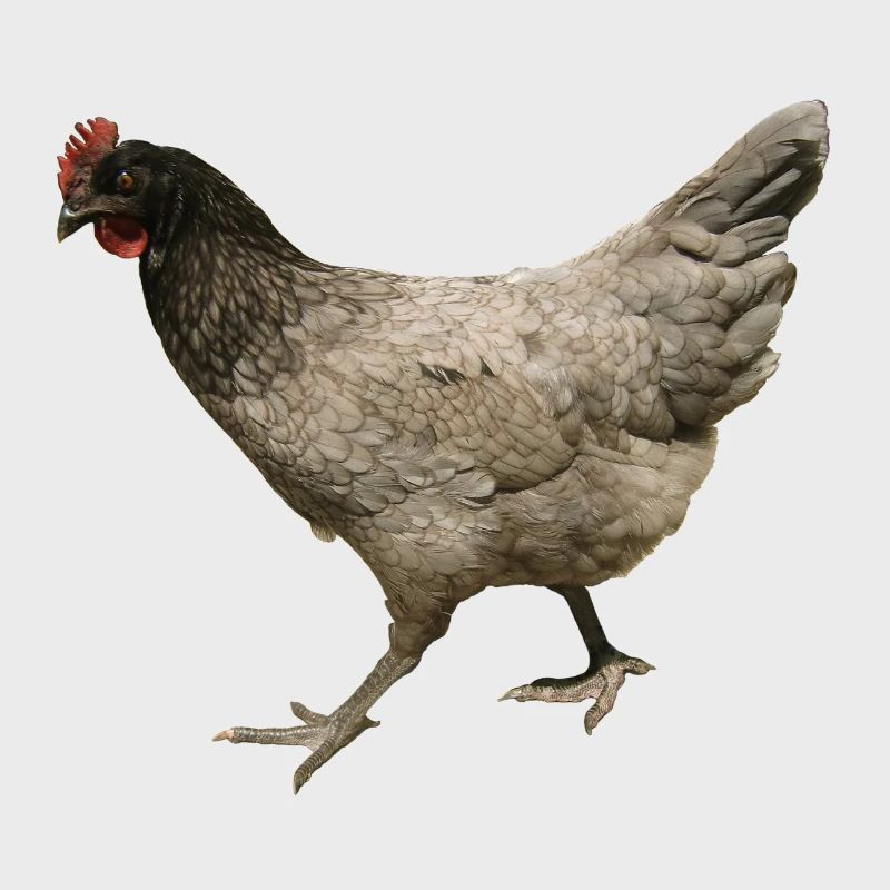 poulet gris
