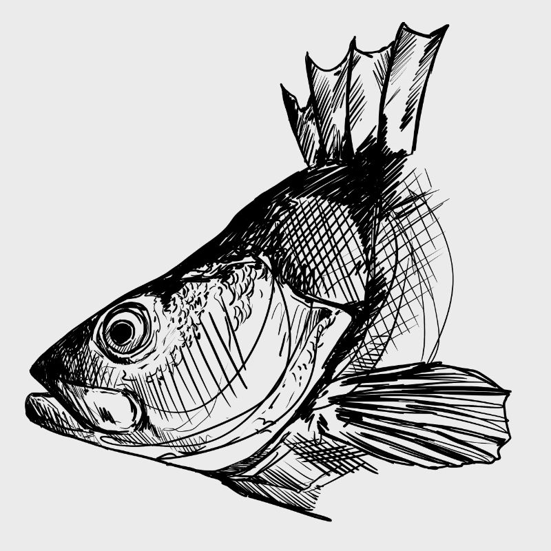 Perche - Pêche à la perche - Poisson préféré