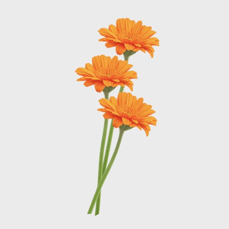 Orangene Gerbera Trio