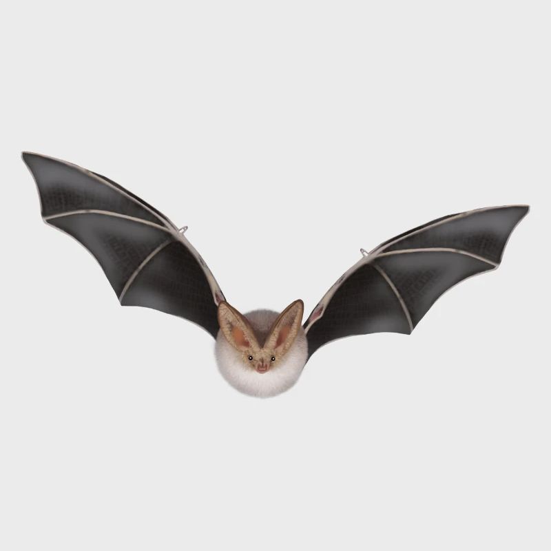Night Bat Wing Design