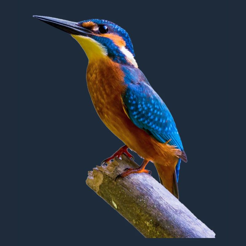 eisvogel