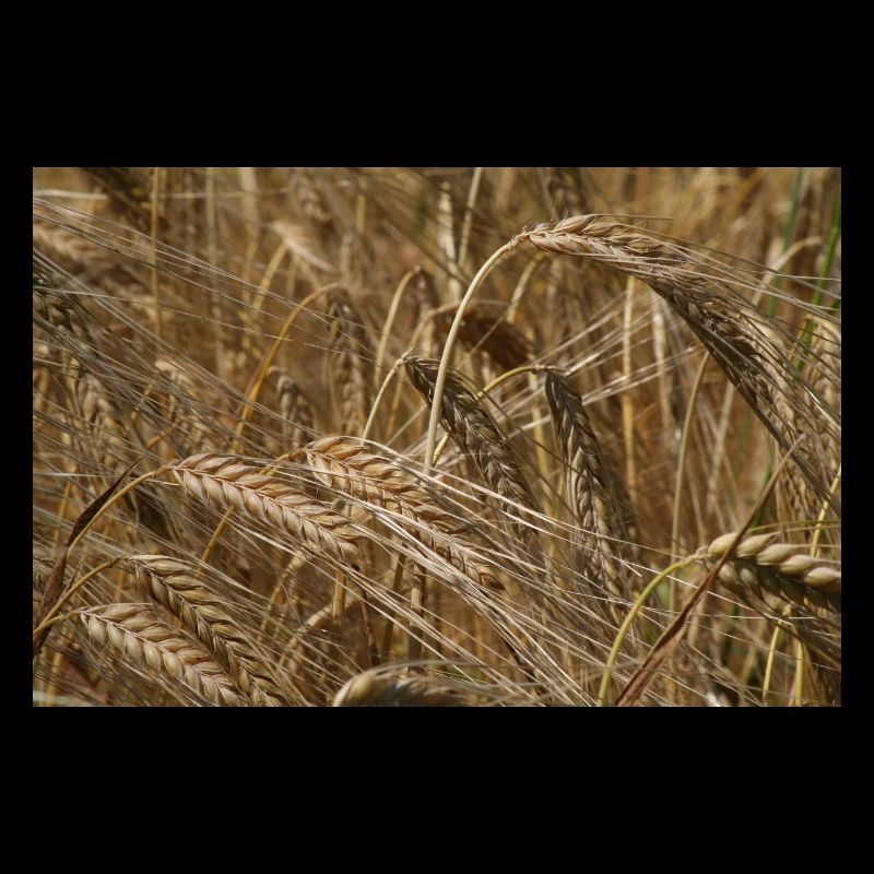 Goldenes Weizenfeld