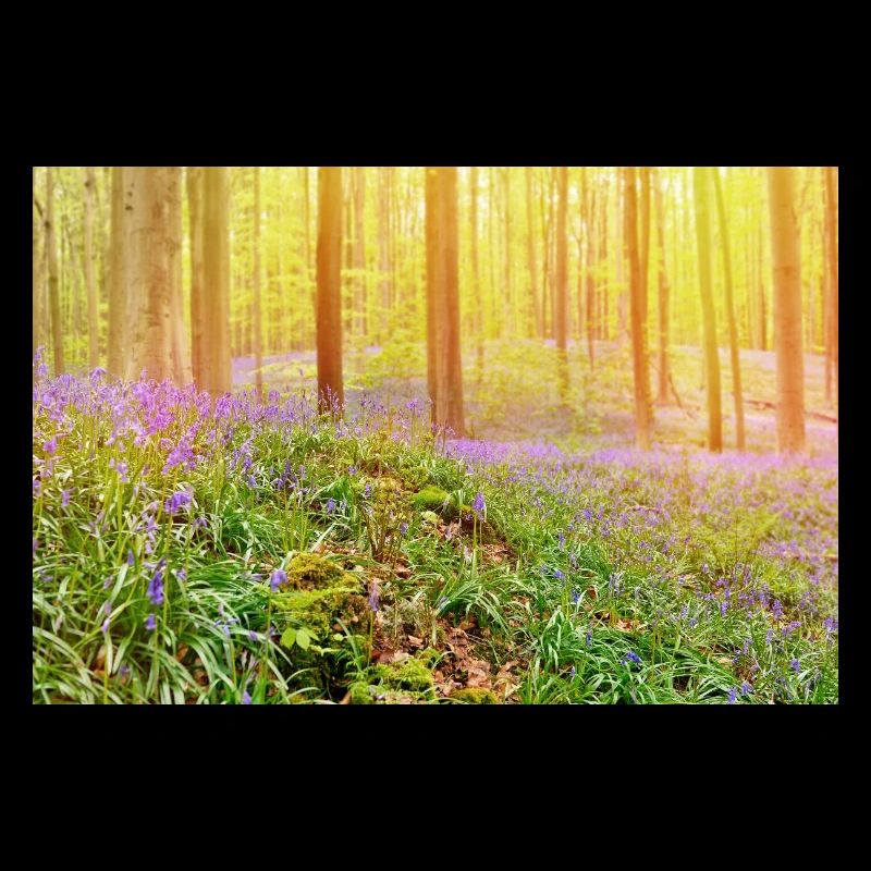 Lumière de la forêt de jacinthes bleues baignée de soleil