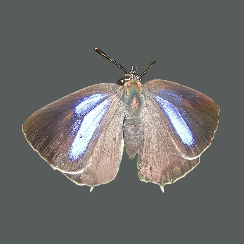 Blauer Eichen-Zipfelfalter