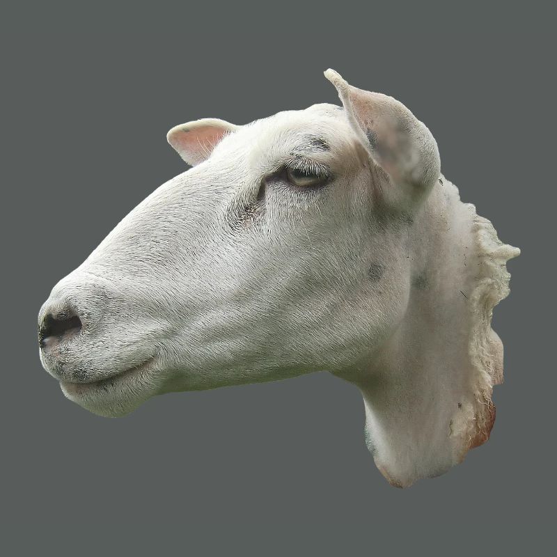 Schafkopf