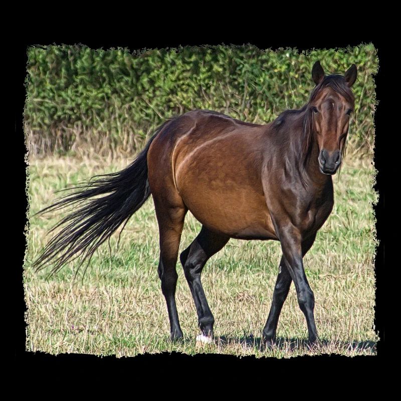 Braunes Pferd beim Spaziergang auf einer Wiese