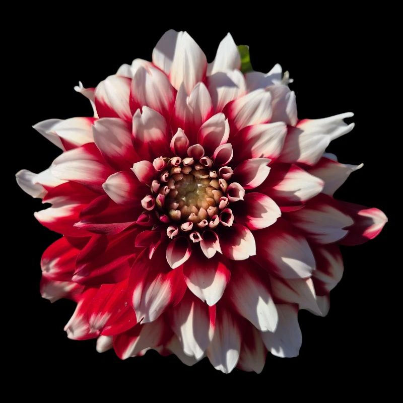Red White Dahlia