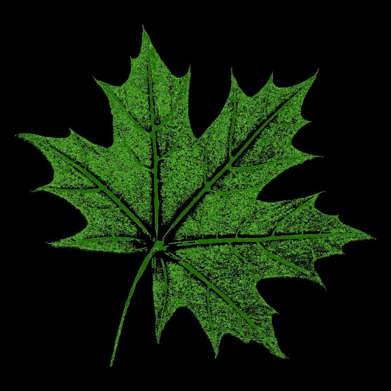 Érable feuillu / Feuille d’érable