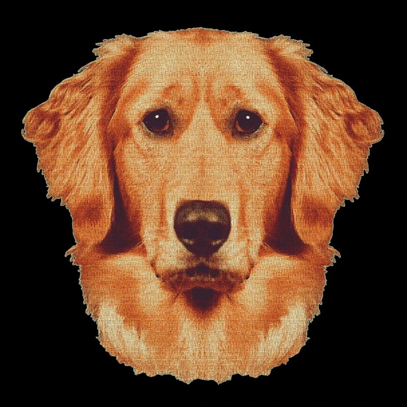 Gesicht Goldenretriever, hunderassen, süßes Hunde