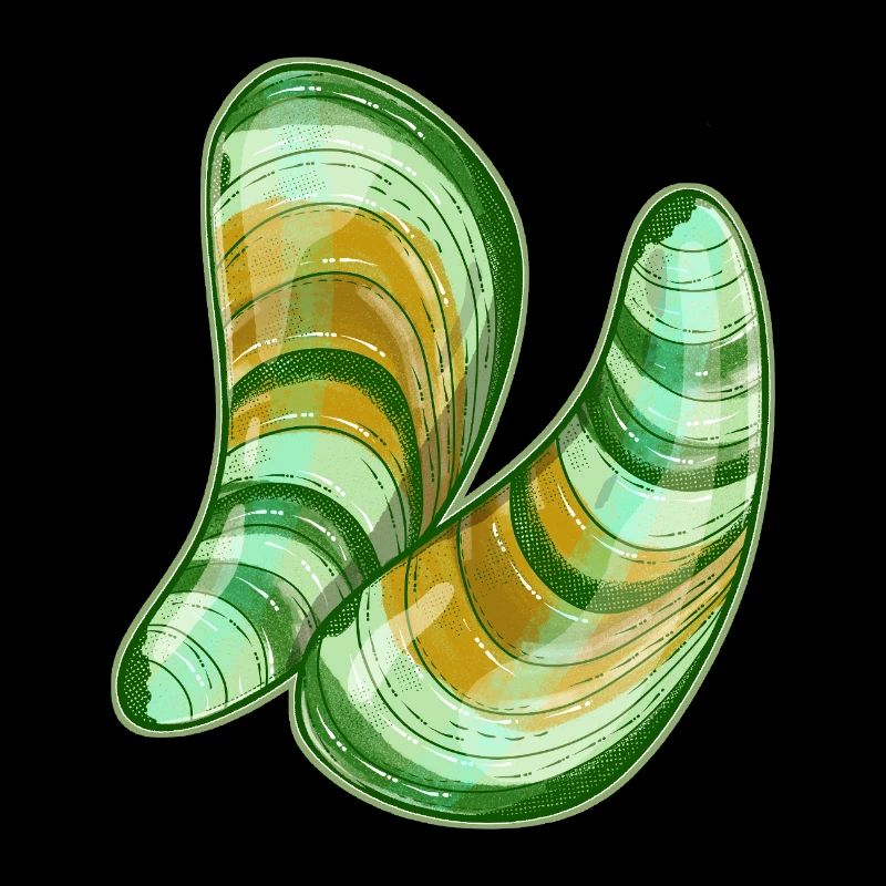 Illustration de moules à lèvres vertes