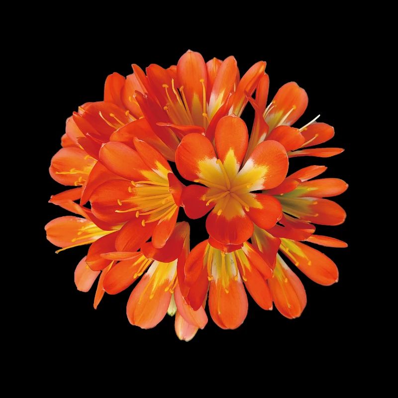 Vibrant Orange Clivia Botanical Flower Bloom