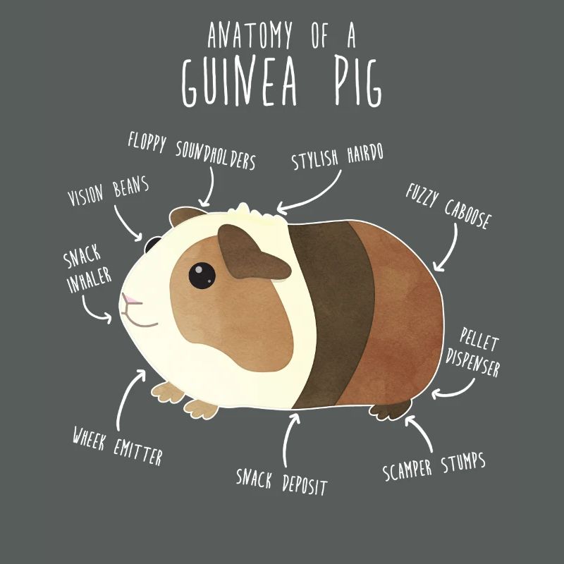 Anatomie des cochons d’Inde