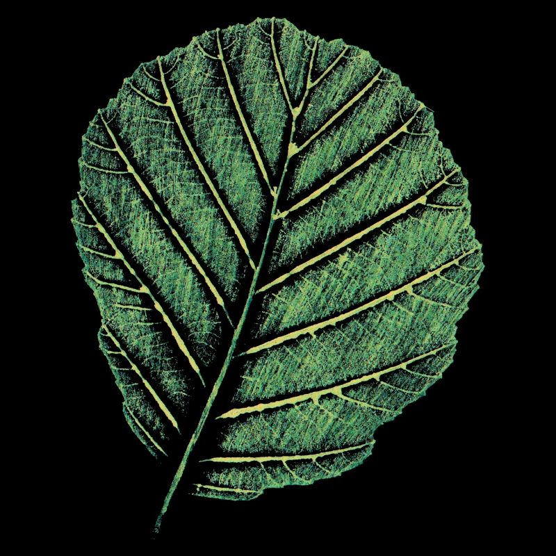 Blatt Erle / Original Kunstdruck