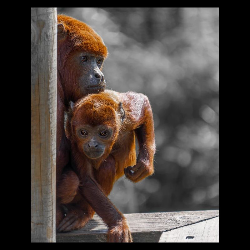 Singes hurleurs