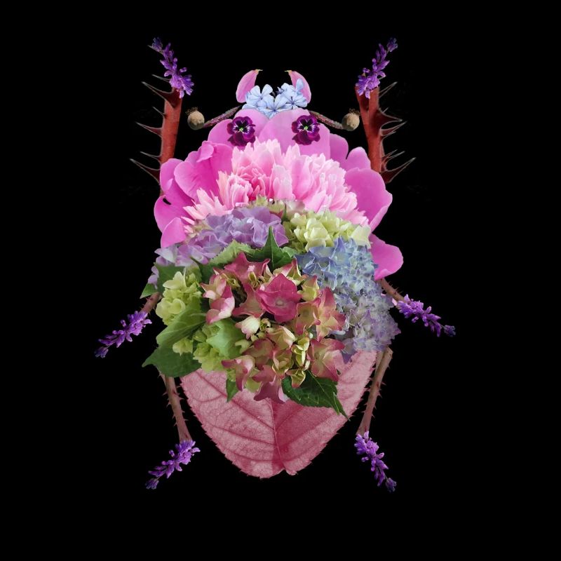 Bunter Blütenkäfer