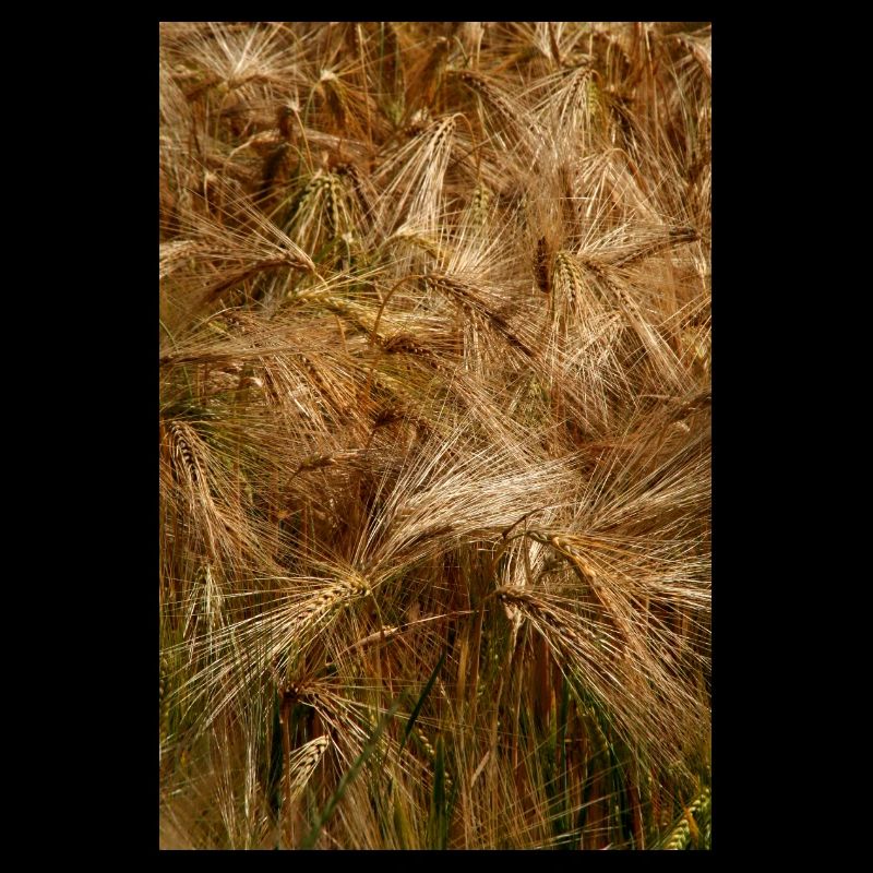 Golden wheat field nature pattern