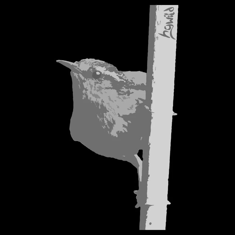 Troglodyte