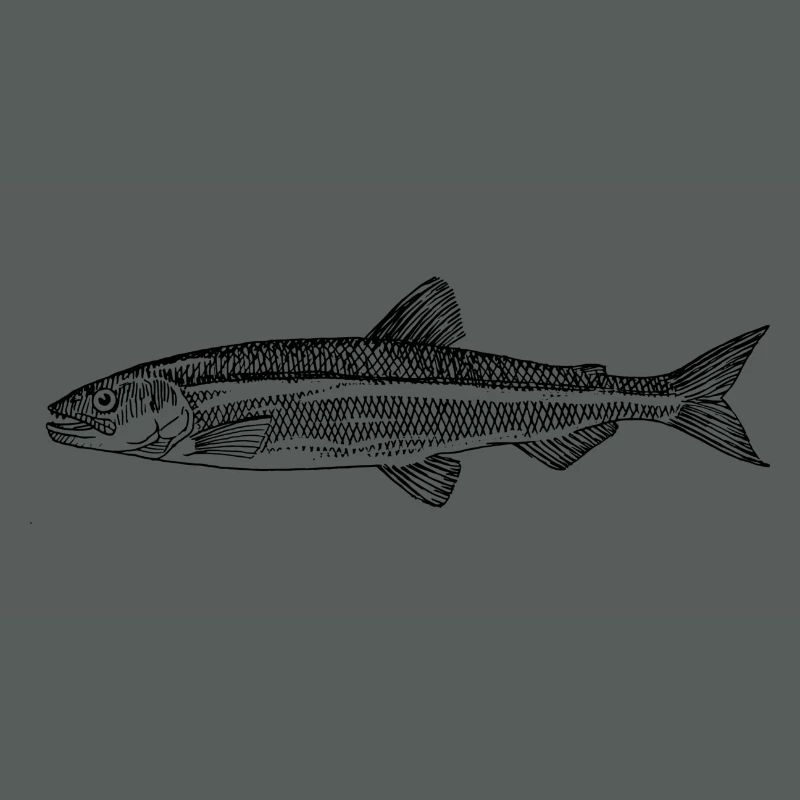 Forellen Angler