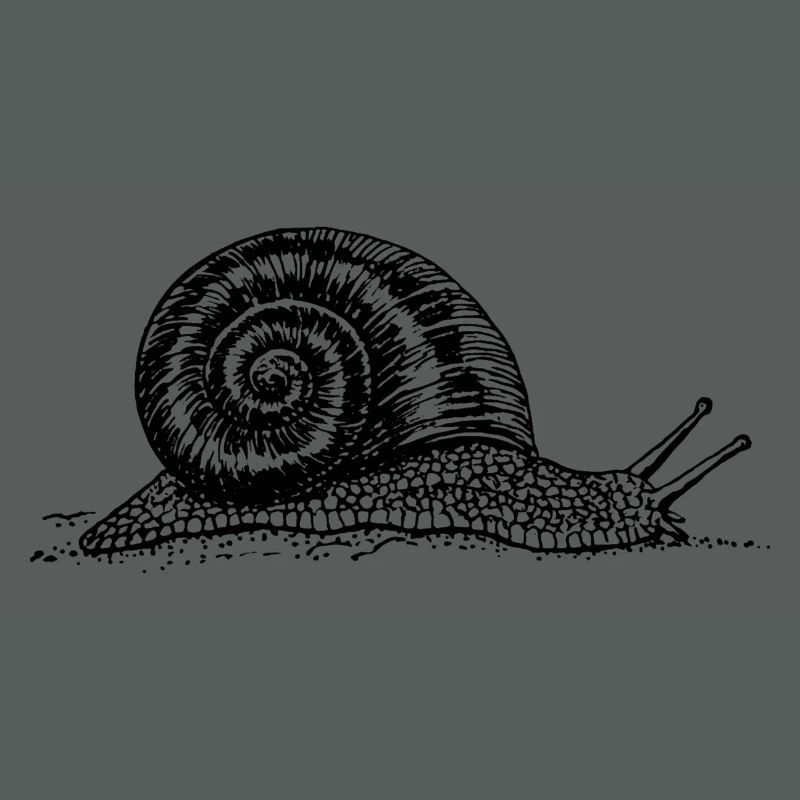 Black and withe snail