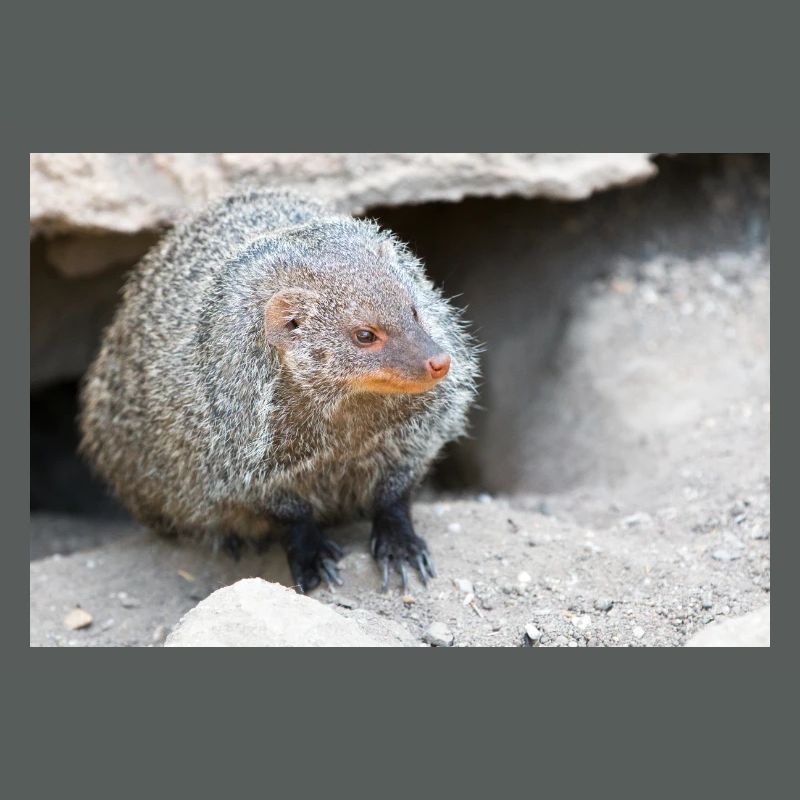 Gebänderte Manguste oder Zebramanguste