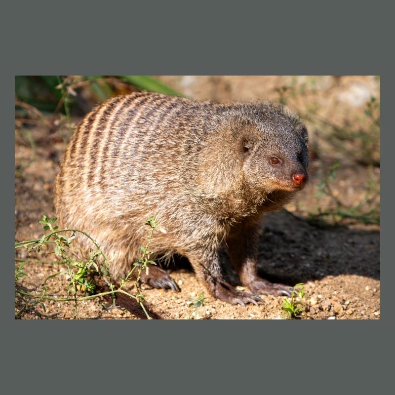 Gebänderte Manguste oder Zebramanguste Zebramanguste