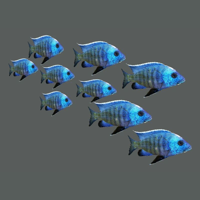 grouper perch fish