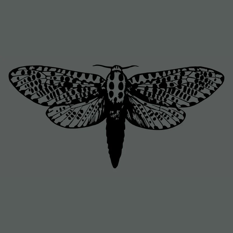 Moth drawing