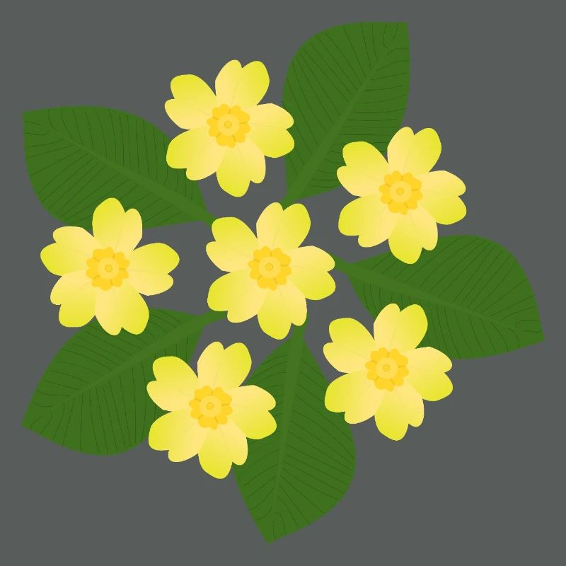 Février, Fleurs de naissance, primevères d’anniversaire, fleur d’anniversaire