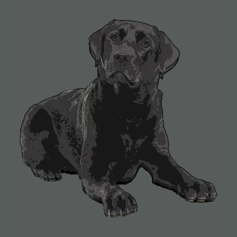 Schwarzer Labrador