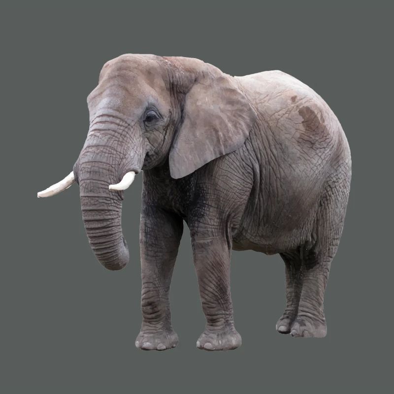 Elefant