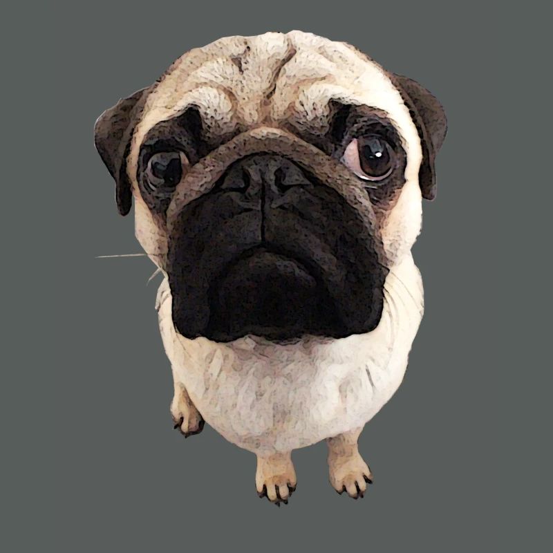 Mops Blick