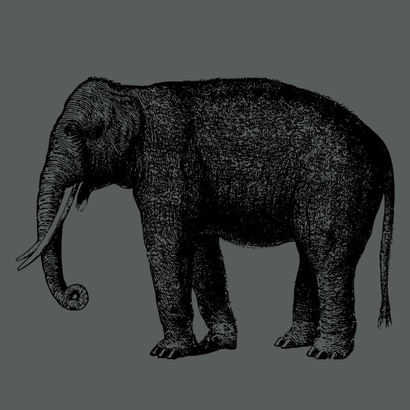 Elefant