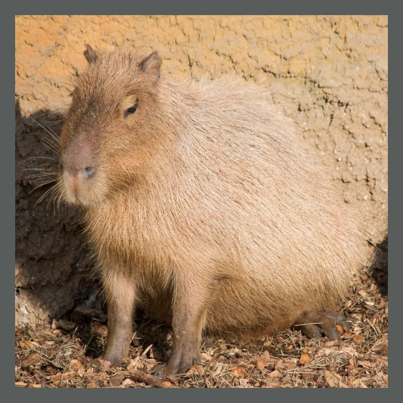 Capybara capybara (Hydrochoerus hydrochaeris)