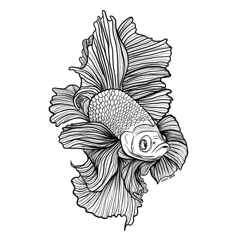 Betta Poisson