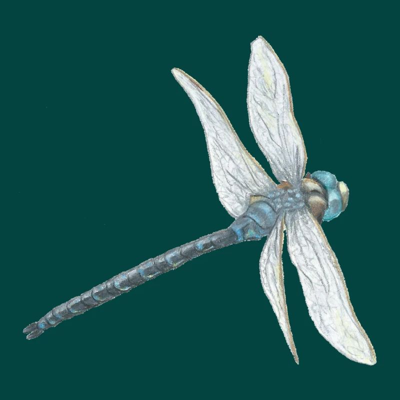 Illustration de libellule sarcelle