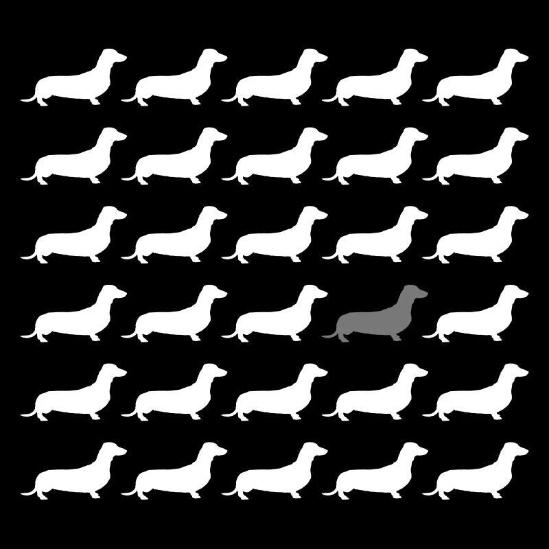 Teckel - Le teckel quelque peu différente