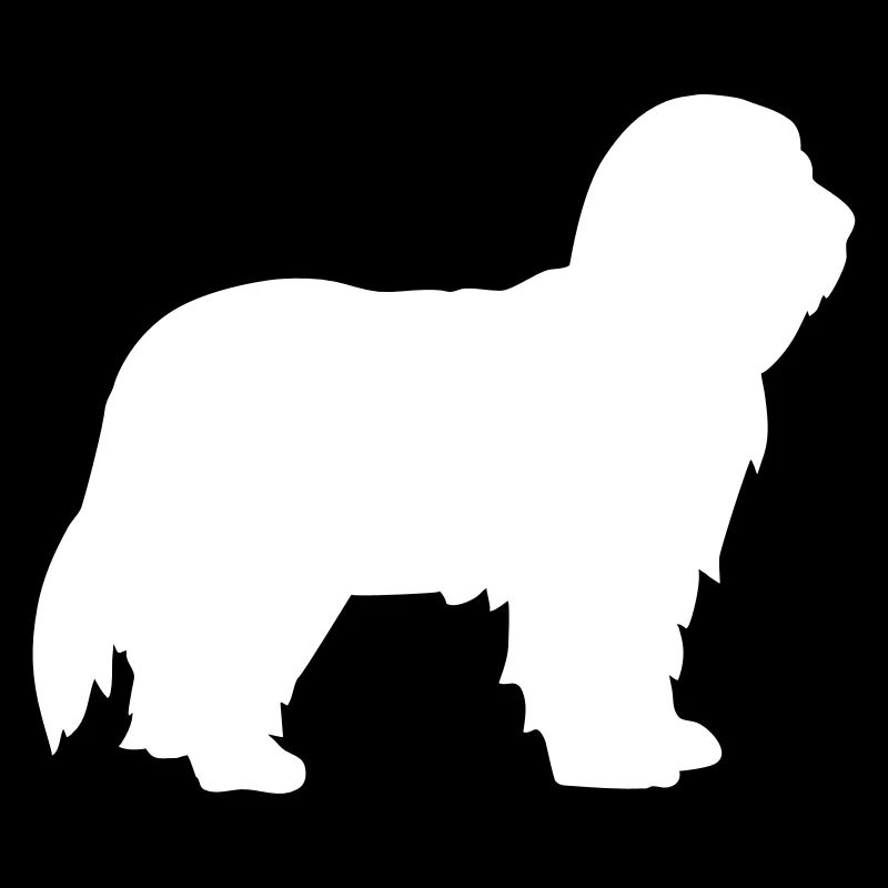 Bearded Collie