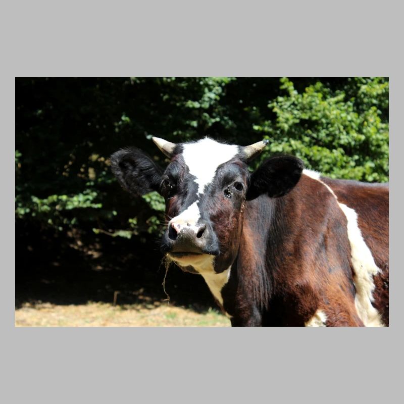 Affiche de vache