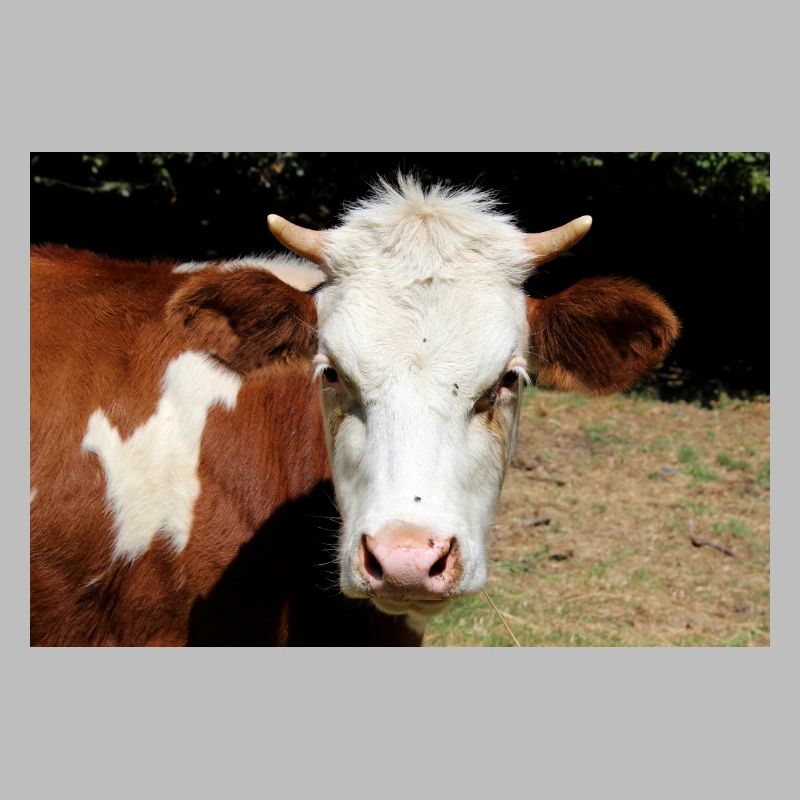 Affiche de vache