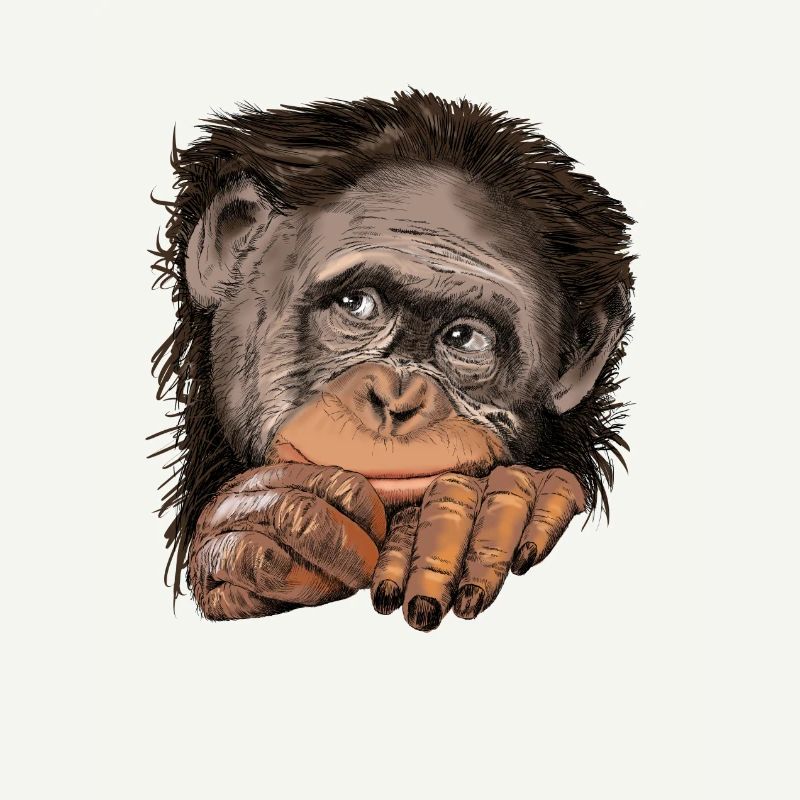 Monkey