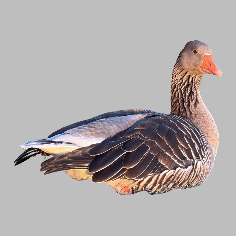 Graugans