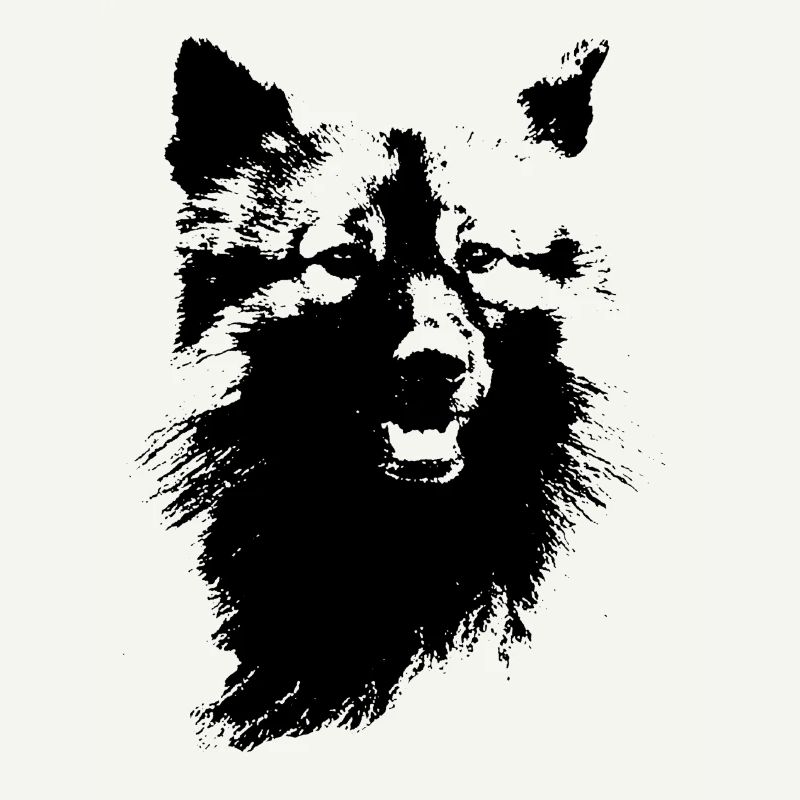 Wolfsspitz Kopf
