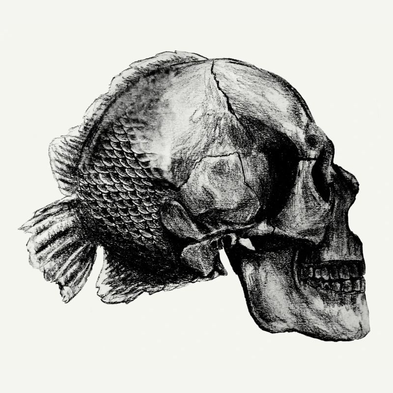 Skullfish