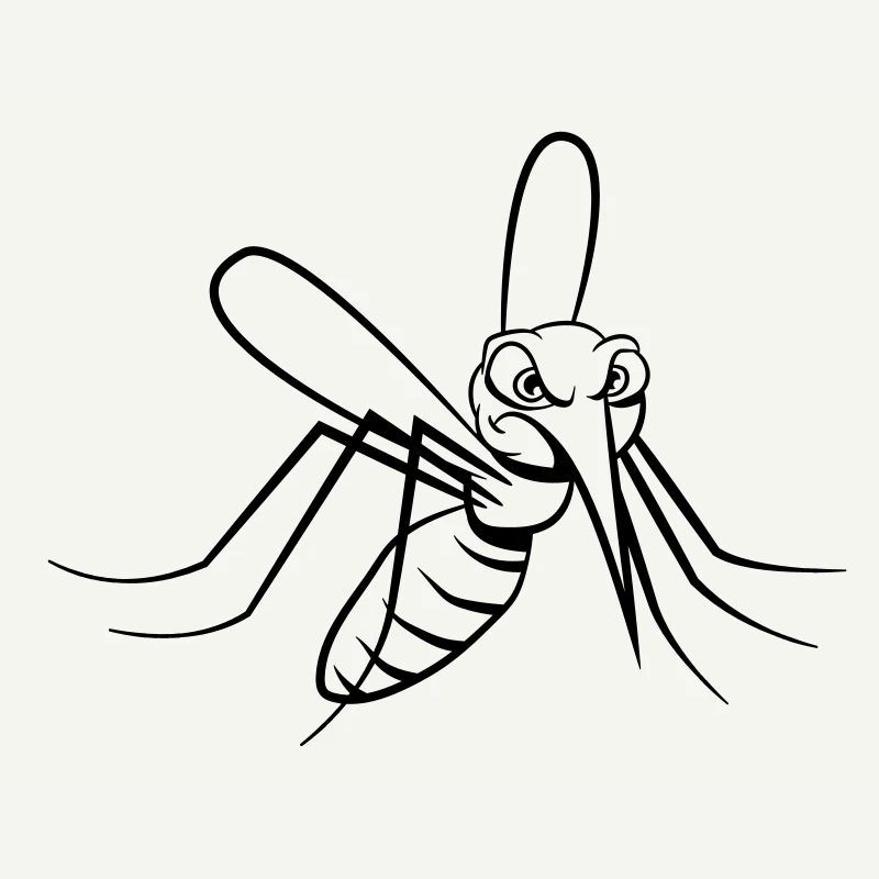 Mosquito Mosquito insecte