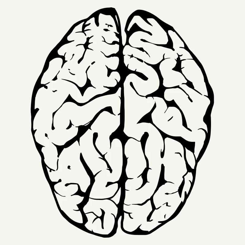 brain