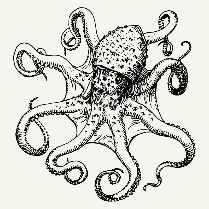 squid giant octopus octopus octopus squid sepia fish