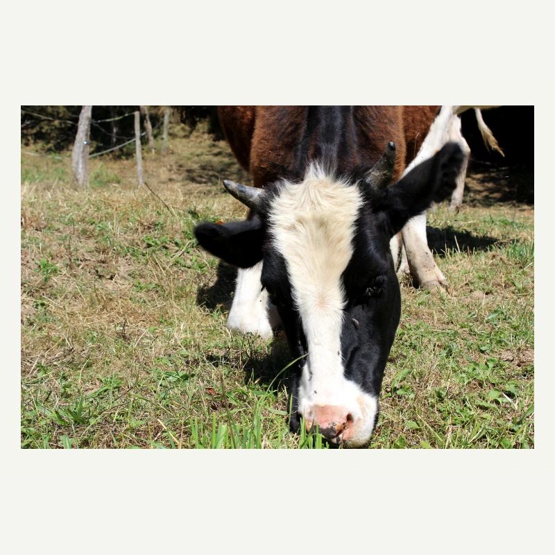 Affiche de vache