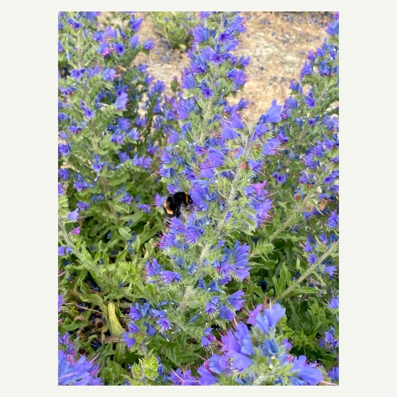 Lilac Blossoms Bee-Friendly Pattern