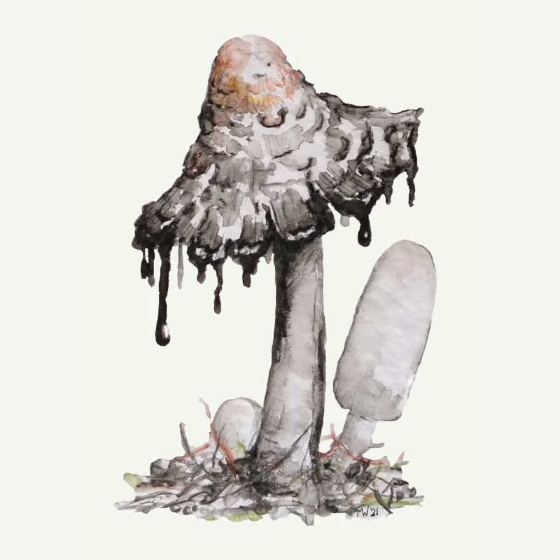 champignon de l’encre